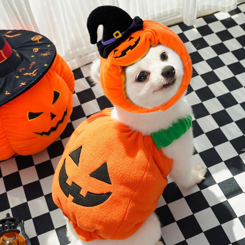 Halloween Dog Costume in San Francisco