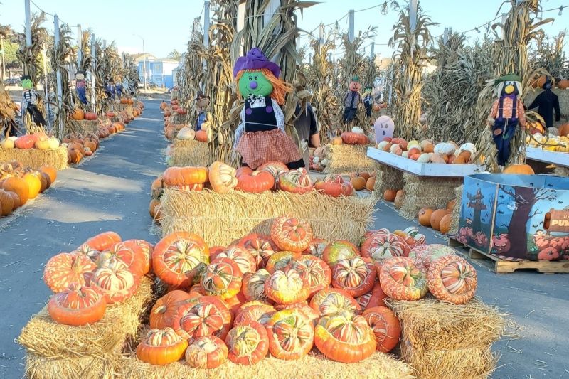 Children picking pumpkins at Clancy’s Pumpkin Patch San Francisco 2025