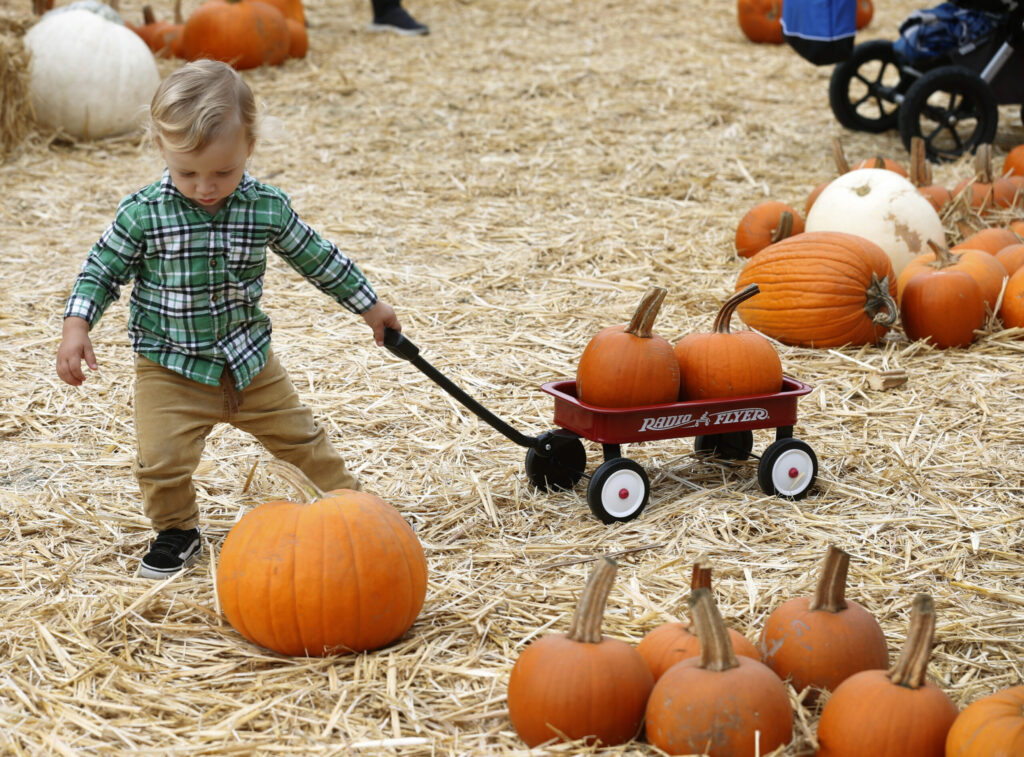 Kids selecting pumpkins at a family-friendly pumpkin patch near San Francisco 2025