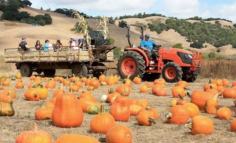 Pumpkin patches San Francisco 2025 with beautiful fall scenery