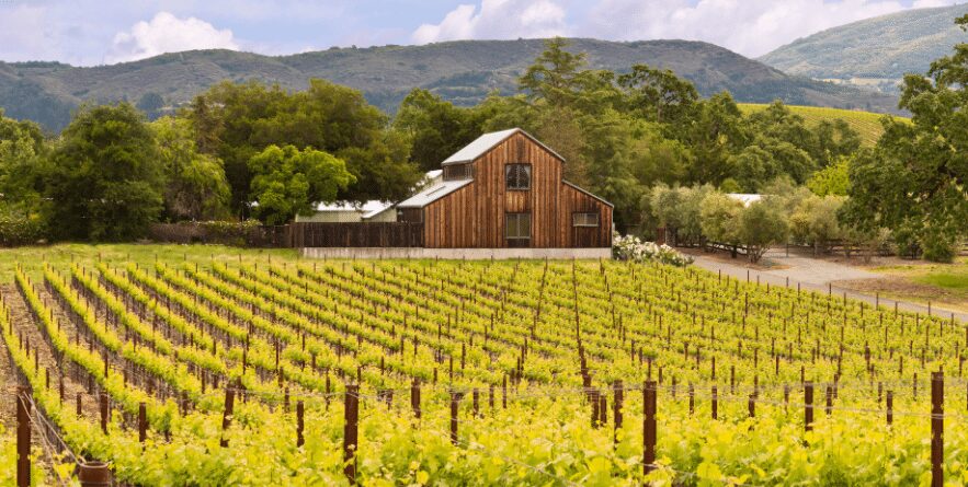 Napa Valley vineyards during Labor Day Bay Area road trips