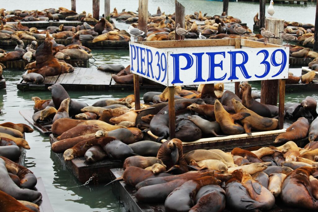 Sea lions lounging on docks with the bay in the background.