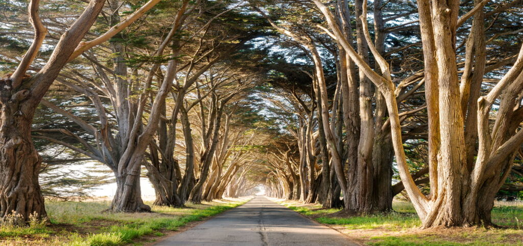 Sunlight filtering through eucalyptus trees in the Presidio.