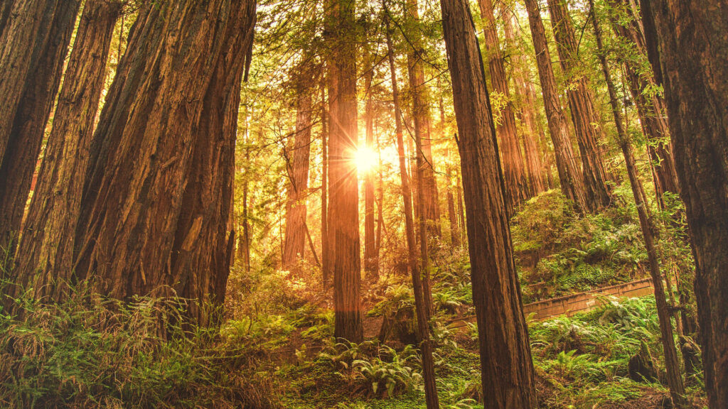  Sunlight filtering through redwoods in Muir Woods.