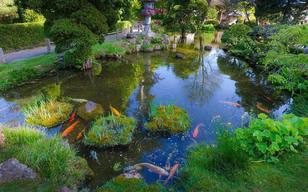 Tranquil Japanese Tea Garden with koi pond