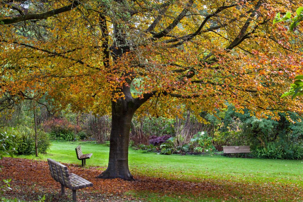 Fall leaves and ponds at the Japanese Tea Garden in Golden Gate Park.